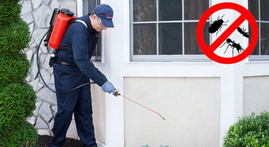 Güzelyalı Uçan Haşere İlaçlama böcek ilaçlama ve haşere kontrolü — ilaclama-tr.com